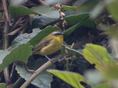 Thlypopsis superciliaris