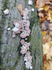 Chondrostereum purpureum