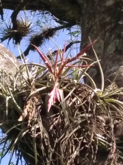 Tillandsia lorentziana