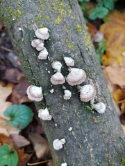 Schizophyllum commune