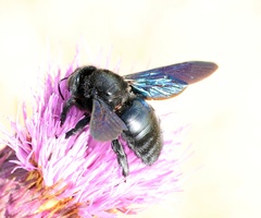 Apoidea