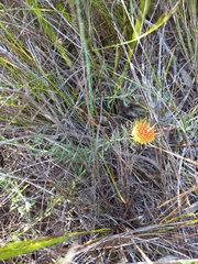 Leucospermum prostratum