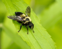 Laphria thoracica