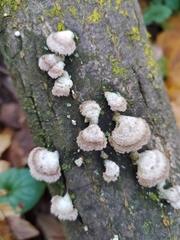 Schizophyllum commune