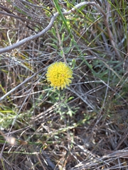 Leucospermum prostratum