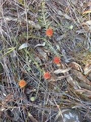 Leucospermum prostratum