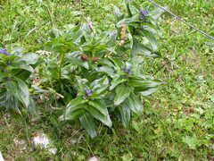 Gentiana cruciata cruciata