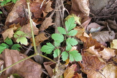 Osmorhiza longistylis