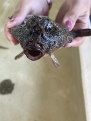 Ogcocephalus