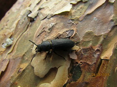 Spondylis buprestoides