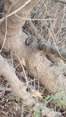 Hemorrhois hippocrepis