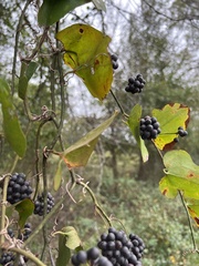 Smilax