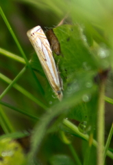 Crambus saltuellus