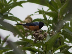 Conirostrum sitticolor