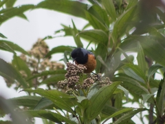 Conirostrum sitticolor