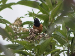 Conirostrum sitticolor