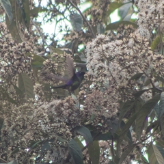 Ramphomicron microrhynchum