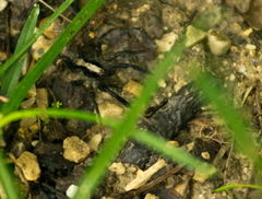 Schizocosa crassipes