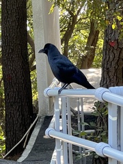 Corvus macrorhynchos