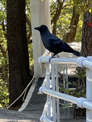 Corvus macrorhynchos