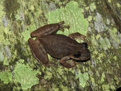 Scinax fuscovarius