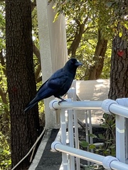 Corvus macrorhynchos