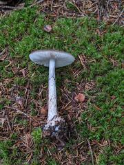 Amanita porphyria