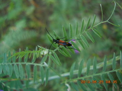 Stenurella bifasciata
