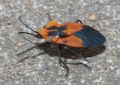 Aulacopeltus durbani