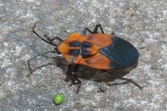 Aulacopeltus durbani