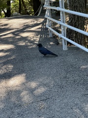 Corvus macrorhynchos