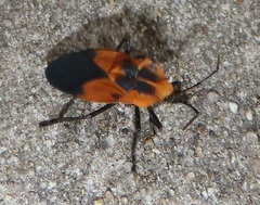 Aulacopeltus durbani