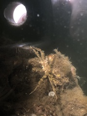 Pyromaia tuberculata