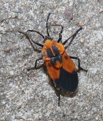 Aulacopeltus durbani