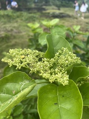 Premna