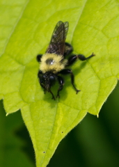 Laphria thoracica