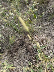 Setaria viridis