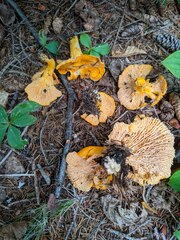 Cantharellus enelensis