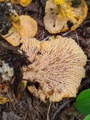 Cantharellus enelensis