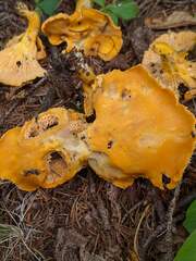 Cantharellus enelensis