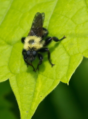 Laphria thoracica