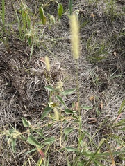 Setaria viridis