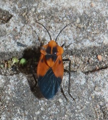 Aulacopeltus durbani