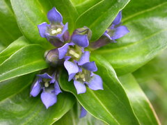 Gentiana cruciata cruciata