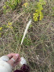 Bothriochloa longipaniculata