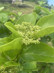 Premna