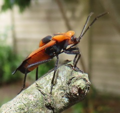 Aulacopeltus durbani