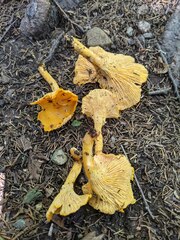 Cantharellus enelensis