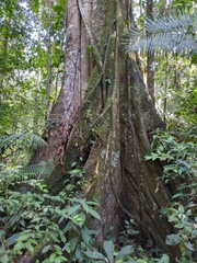 Ceiba pentandra