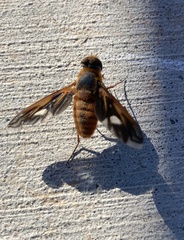 Poecilanthrax eremicus